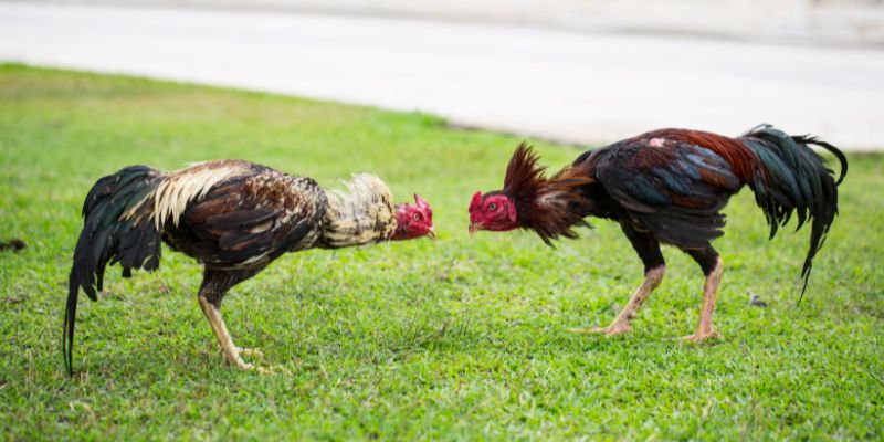 Lịch sử đá gà Campuchia